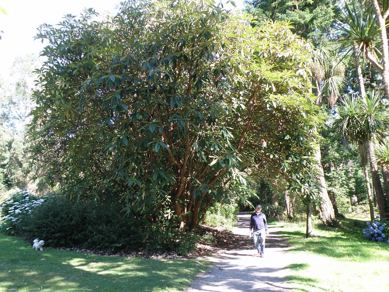 20100813i rhodondrendon boom.JPG